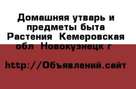 Домашняя утварь и предметы быта Растения. Кемеровская обл.,Новокузнецк г.